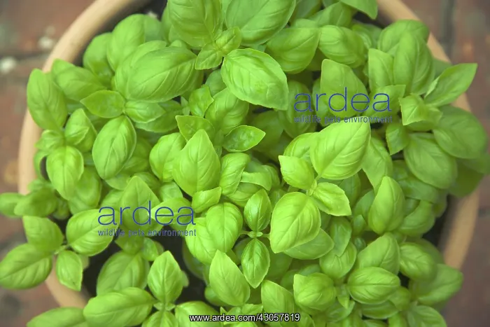 : Basil, Ocimum basilicum : Basil, Ocimum basilicum