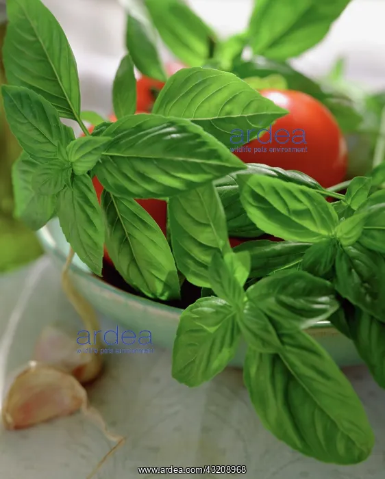 : Basil, Ocimum basilicum : Basil, Ocimum basilicum
