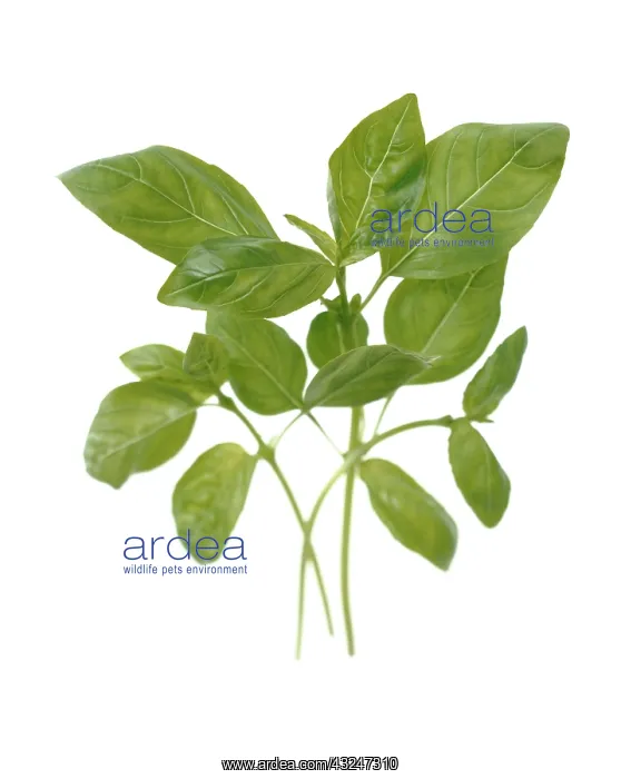 : Basil, Ocimum basilicum : Basil, Ocimum basilicum