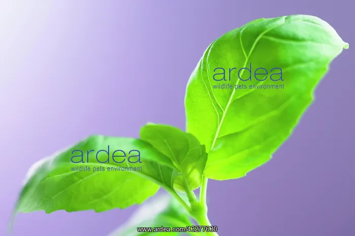 : Basil, Ocimum basilicum, Green subject, Purple background : Basil, Ocimum basilicum, Green subject, Purple background