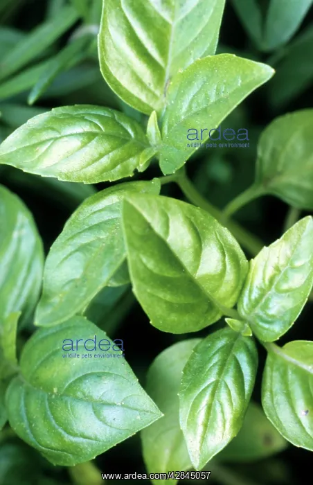  : Basil (Ocimum basilicum). herb