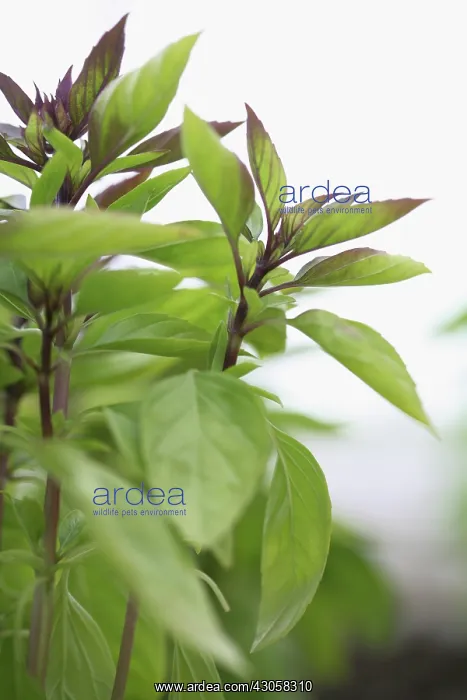 : Basil, Ocimum basilicum Liam Queen : Basil, Ocimum basilicum Liam Queen