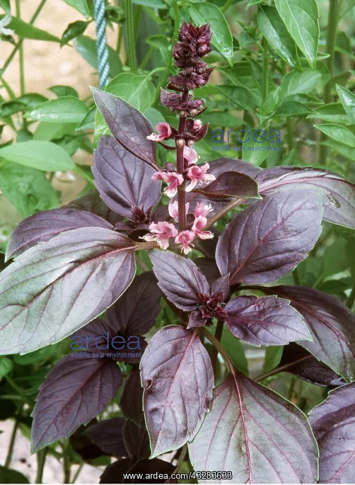 : BASIL - Variety : BASIL - Variety