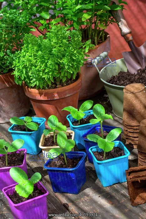 : Basil and Zucchini seedlings in pots, Provence : Basil and Zucchini seedlings in pots, Provence