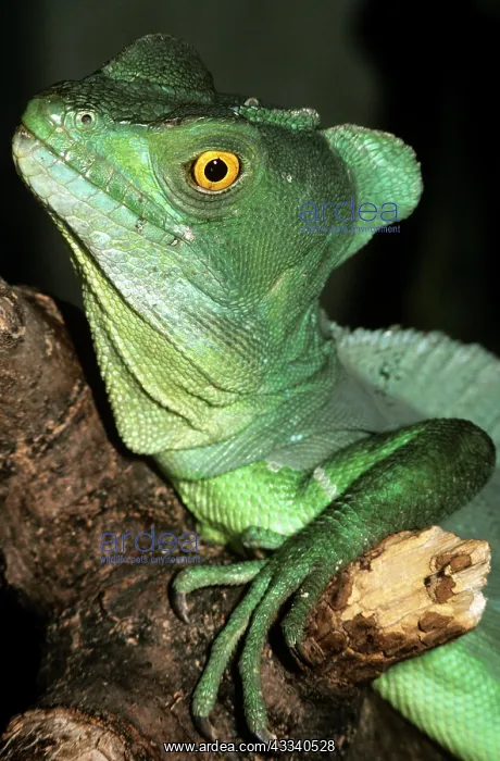  : BASILISK (Basiliscus plumifrons)