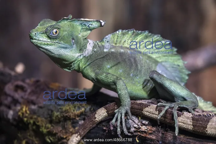 : Basilisk (Basiliscus), also Jesus Christ lizard, captive : Basilisk (Basiliscus), also Jesus Christ lizard, captive