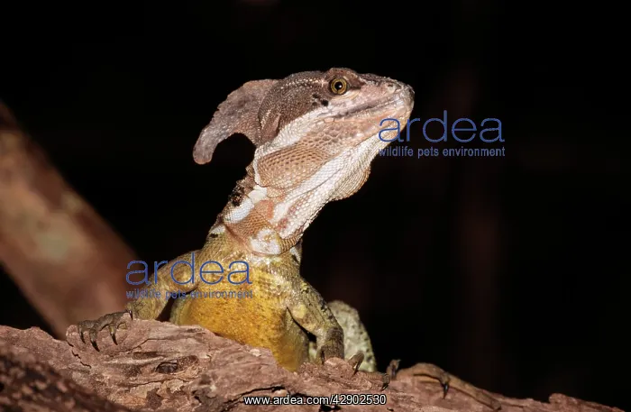 : Basilisk Lizard : Basilisk Lizard
