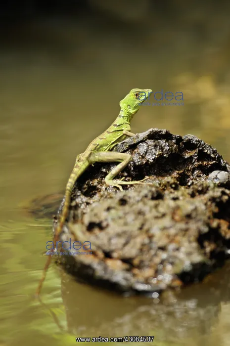 : Basilisk lizard : Basilisk lizard