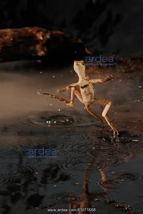 : Basilisk Running Across Water : Basilisk Running Across Water