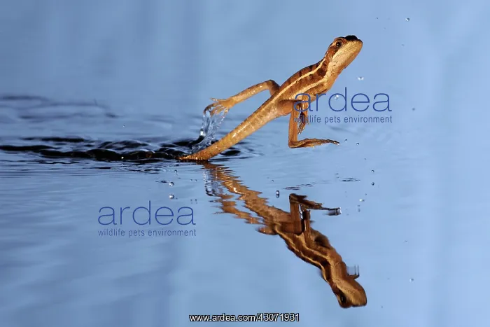 : Basilisk Running Across Water : Basilisk Running Across Water
