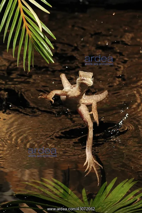 : Basilisk Running on Water : Basilisk Running on Water
