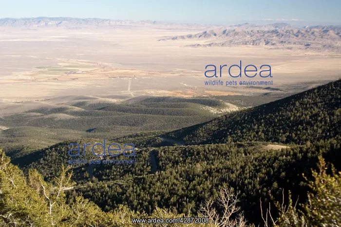 : Basin and Range geological formation, looking east : Basin and Range geological formation, looking east