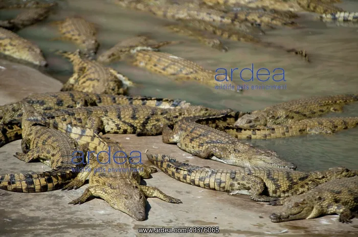 : Bask of Nile Crocodiles - Agatha Crocodile Ranch : Bask of Nile Crocodiles - Agatha Crocodile Ranch