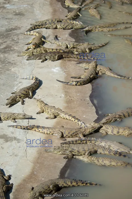 : Bask of Nile Crocodiles - Agatha Crocodile Ranch : Bask of Nile Crocodiles - Agatha Crocodile Ranch