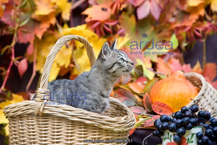 : Basket of autumn and Kitten Oberbruck Haut-Rhin : Basket of autumn and Kitten Oberbruck Haut-Rhin
