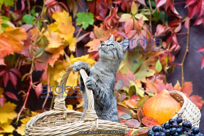: Basket of autumn and Kitten Oberbruck Haut-Rhin : Basket of autumn and Kitten Oberbruck Haut-Rhin
