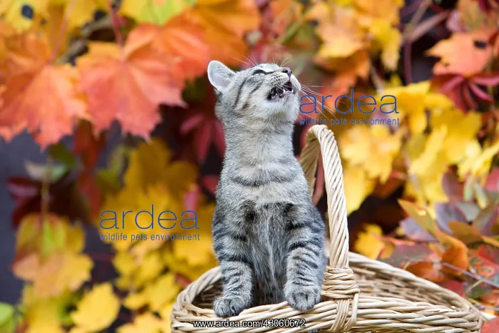 : Basket of autumn and Kitten Oberbruck Haut-Rhin : Basket of autumn and Kitten Oberbruck Haut-Rhin