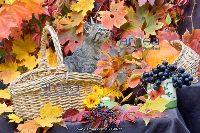 : Basket of autumn and Kitten Oberbruck Haut-Rhin : Basket of autumn and Kitten Oberbruck Haut-Rhin
