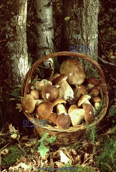 : Basket of Bolete Fungi at base of Birch : Basket of Bolete Fungi at base of Birch