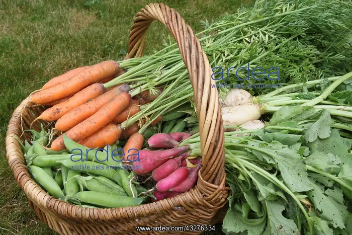 : Basket with Carrots, Peas, Radishes, Turnips in : Basket with Carrots, Peas, Radishes, Turnips in