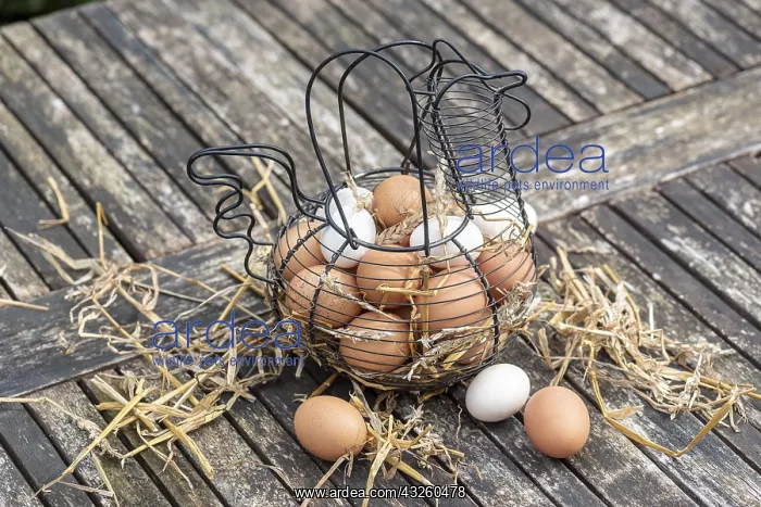 : Basket filled with eggs on a garden table, spring : Basket filled with eggs on a garden table, spring