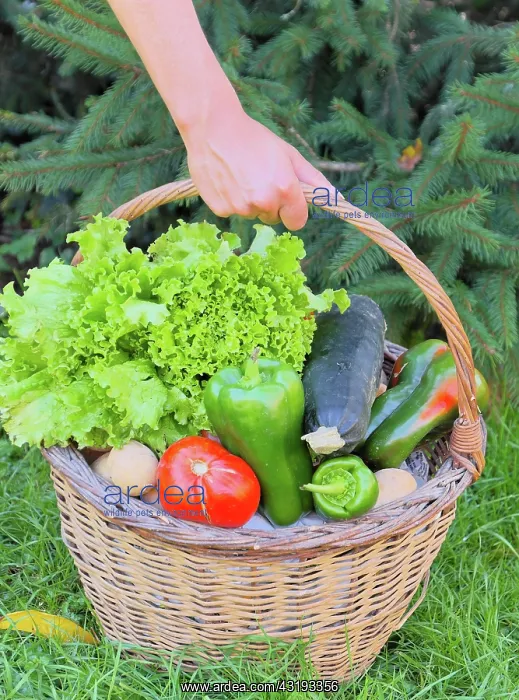 : Basket of mixed vegetables held by a woman: tomatoes : Basket of mixed vegetables held by a woman: tomatoes