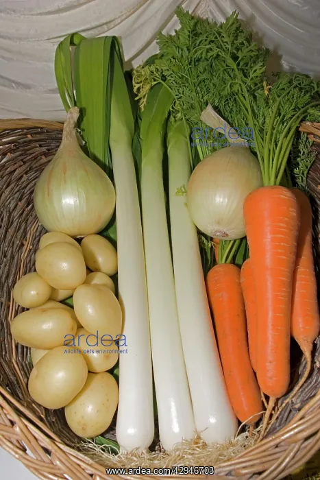 : Basket of prizewinning vegetables at Moreton-in-Marsh : Basket of prizewinning vegetables at Moreton-in-Marsh