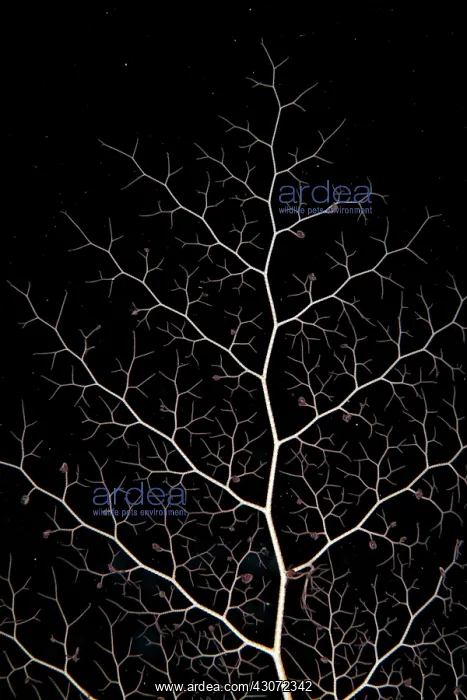 : Detail Basket Star (Astroboa nuda), South Laguna : Detail Basket Star (Astroboa nuda), South Laguna