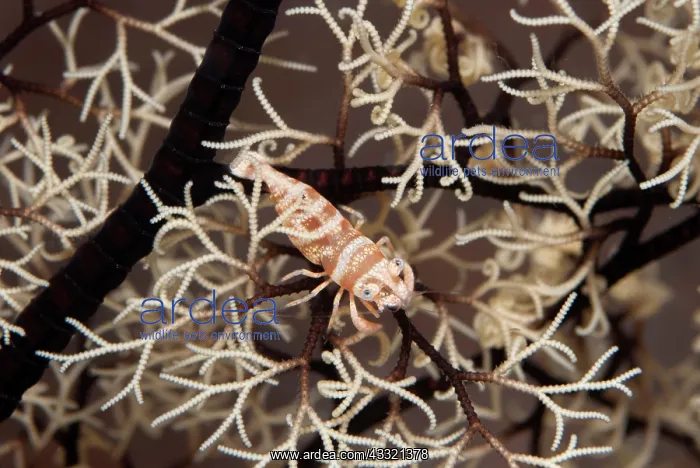 : Basket Star Shrimp - on Basket Star (Astroboa nuda) : Basket Star Shrimp - on Basket Star (Astroboa nuda)