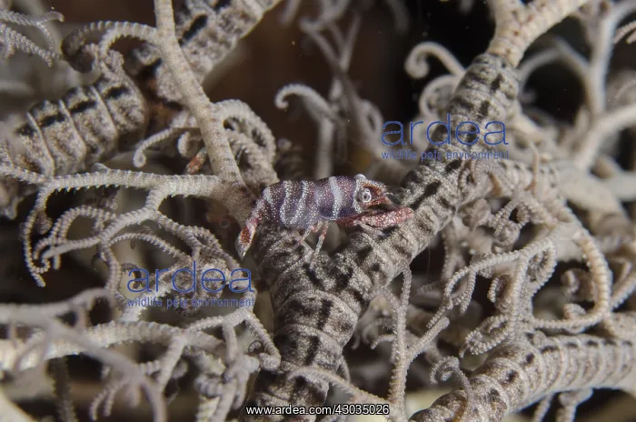 : Basket Star Shrimp - camouflaged in basket star : Basket Star Shrimp - camouflaged in basket star