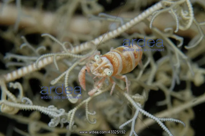 : Basket Star Shrimp - in Giant Basket Star (Astroboa : Basket Star Shrimp - in Giant Basket Star (Astroboa