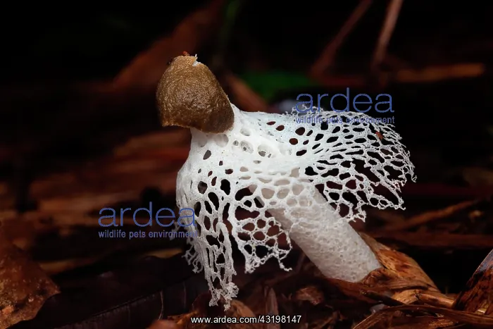 : Basket Stinkhorm Mushroom (Phallus merulinus), Saut : Basket Stinkhorm Mushroom (Phallus merulinus), Saut
