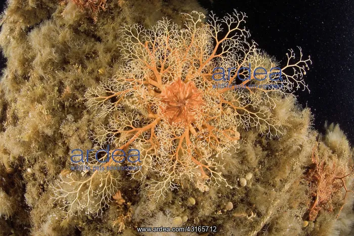 : basketstar Gorgonocephalus eucnemis Alaska North Pacific Oce : basketstar Gorgonocephalus eucnemis Alaska North Pacific Oce