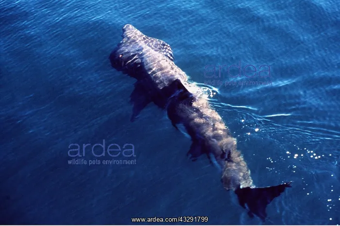 : BASKING SHARK - FROM ABOVE : BASKING SHARK - FROM ABOVE