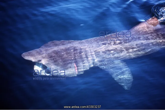 : BASKING SHARK - FROM ABOVE : BASKING SHARK - FROM ABOVE