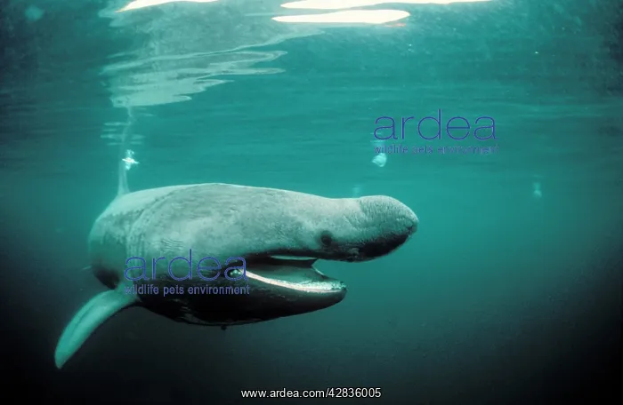 : Basking Shark - filter feeding : Basking Shark - filter feeding