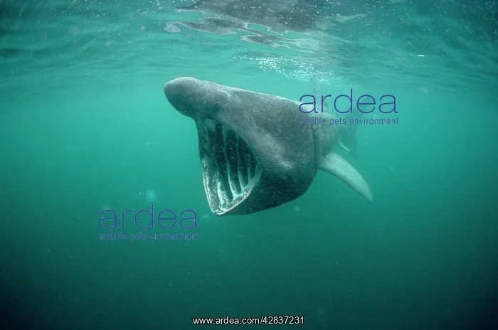 : Basking Shark - filter feeding : Basking Shark - filter feeding