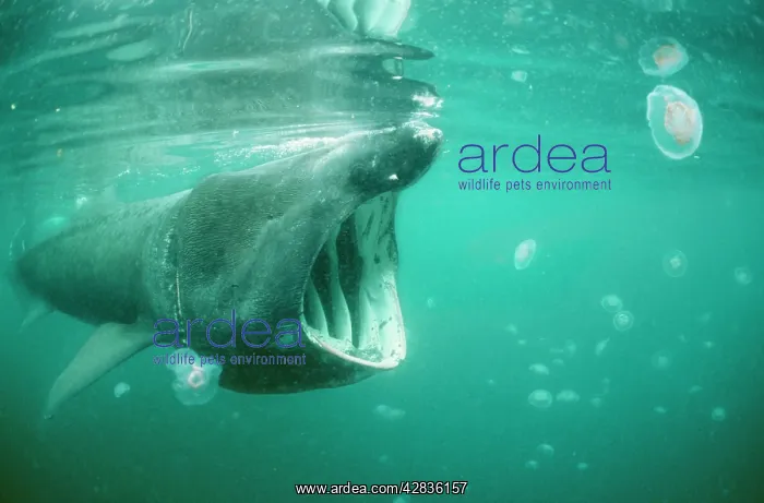 : BASKING SHARK & JELLYFISH : BASKING SHARK & JELLYFISH