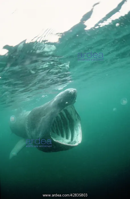 : BASKING SHARK - MOUTH OPEN : BASKING SHARK - MOUTH OPEN