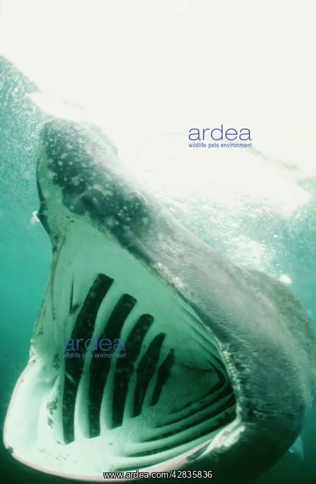 : BASKING SHARK - MOUTH OPEN : BASKING SHARK - MOUTH OPEN