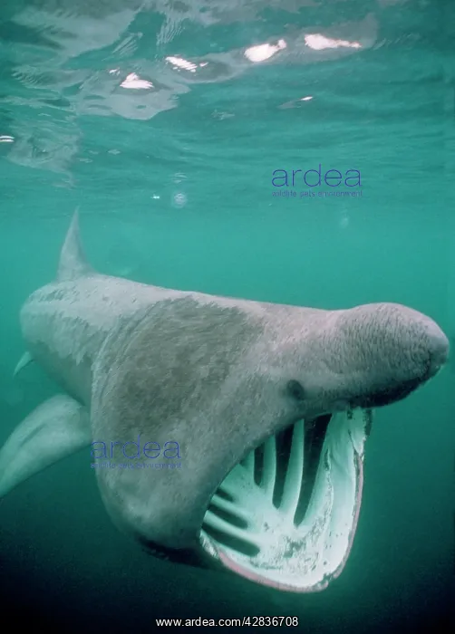 : BASKING SHARK - MOUTH OPEN : BASKING SHARK - MOUTH OPEN