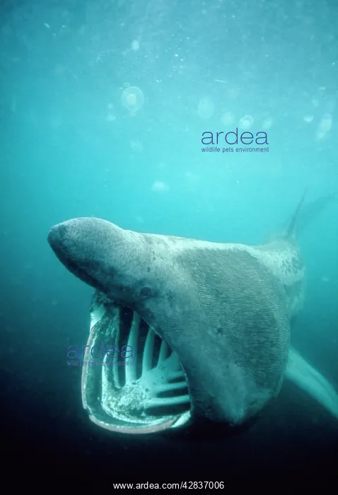 : Basking SHARK - with mouth open : Basking SHARK - with mouth open