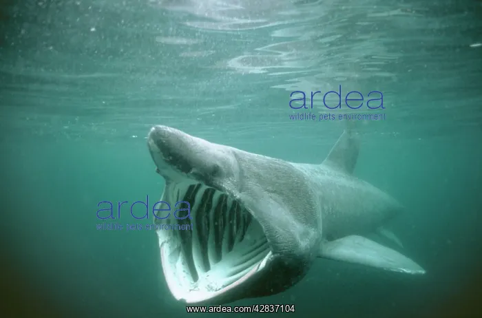 : BASKING SHARK - MOUTH OPEN : BASKING SHARK - MOUTH OPEN