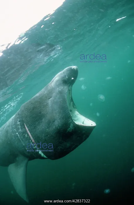 : BASKING SHARK - MOUTH OPEN : BASKING SHARK - MOUTH OPEN