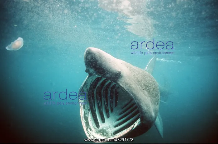 : Basking SHARK - with mouth open : Basking SHARK - with mouth open