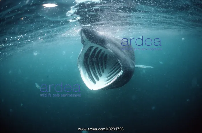 : BASKING SHARK - MOUTH OPEN : BASKING SHARK - MOUTH OPEN