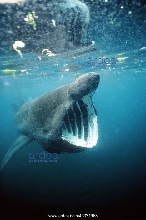 : BASKING SHARK - MOUTH OPEN : BASKING SHARK - MOUTH OPEN
