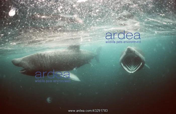 : BASKING SHARK - pair : BASKING SHARK - pair