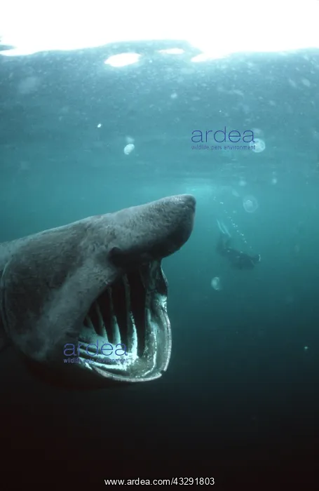 : Basking Shark - and scuba diver : Basking Shark - and scuba diver