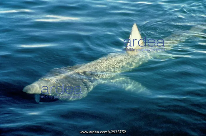 : Basking Shark - AT SURFACE : Basking Shark - AT SURFACE